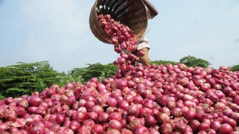 Perú exportó 74.629 toneladas de cebolla por US$ 33 millones en el primer semestre del año, lo que significó un crecimiento de 14% en volumen y 51% en valor