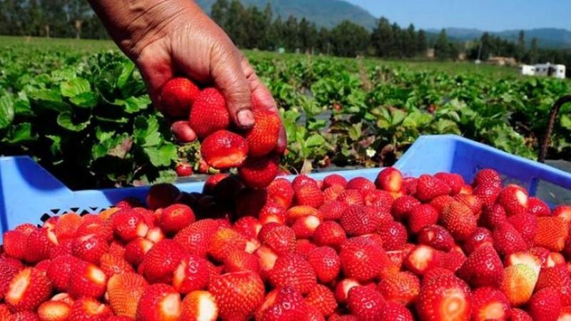 Perú exportó 81% menos de fresa en agosto