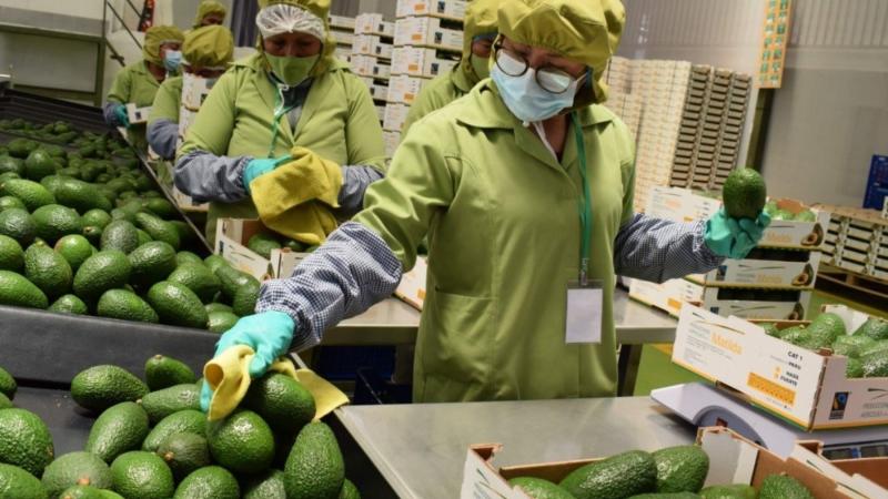 Perú exportó 95.503 toneladas de palta por US$ 187.2 millones en mayo