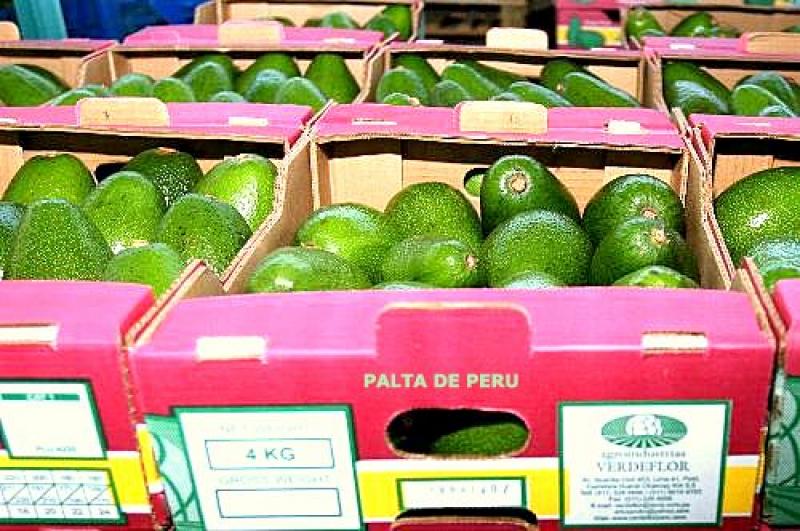 PERÚ EXPORTÓ A EUROPA 84 MIL TONELADAS DE PALTA EN 2013