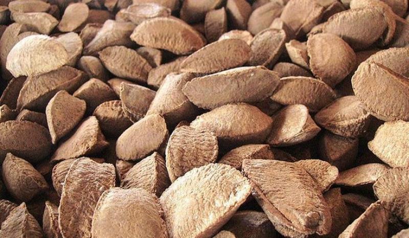 Perú exportó casi US$ 15 millones en nueces de Brasil