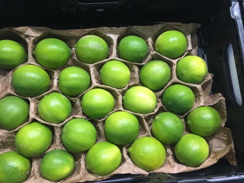 Perú exportó limón Tahití por US$ 9 millones en el primer trimestre de 2022