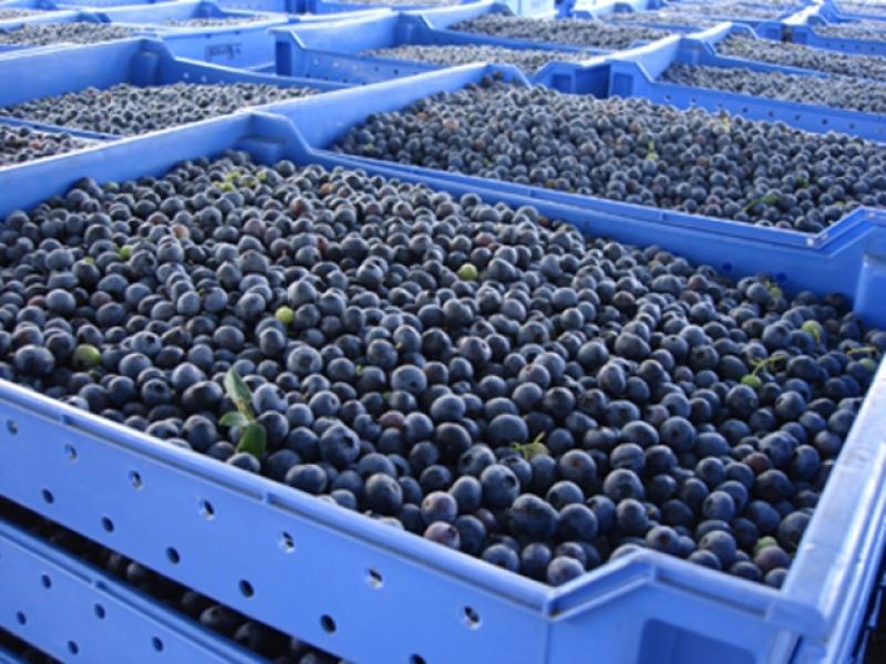 PERÚ EXPORTÓ MÁS DE 2 MILLONES DE KILOS DE ARANDANOS