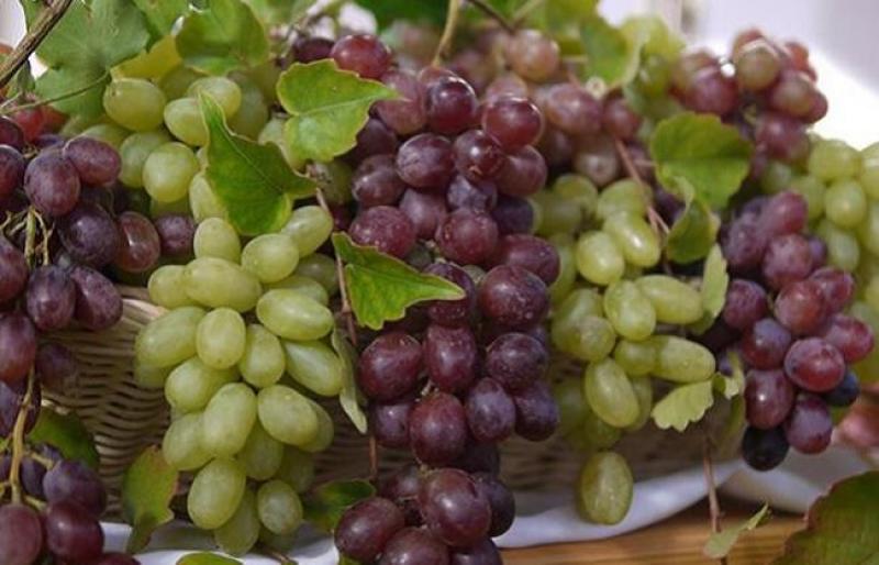 Perú exportó más de 47 millones de cajas de uva de mesa en la campaña 2018/2019