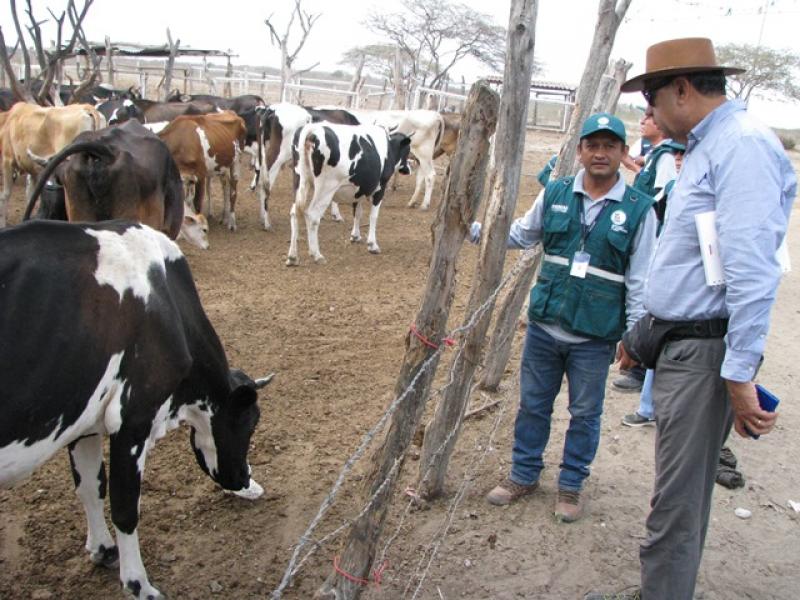 Perú gestiona acceso de productos de origen animal a Chile