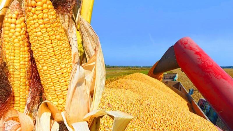 Perú importó 4.123.976 toneladas de maíz amarillo duro en 2024, mostrando un aumento de +17.14%