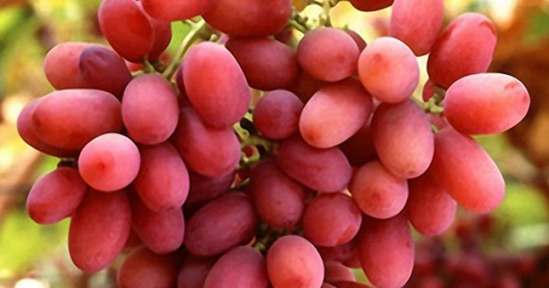 Perú importó más de US$ 1 millón en uvas