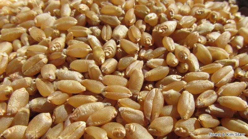 Perú importó trigo por casi US$ 517 millones en 2020