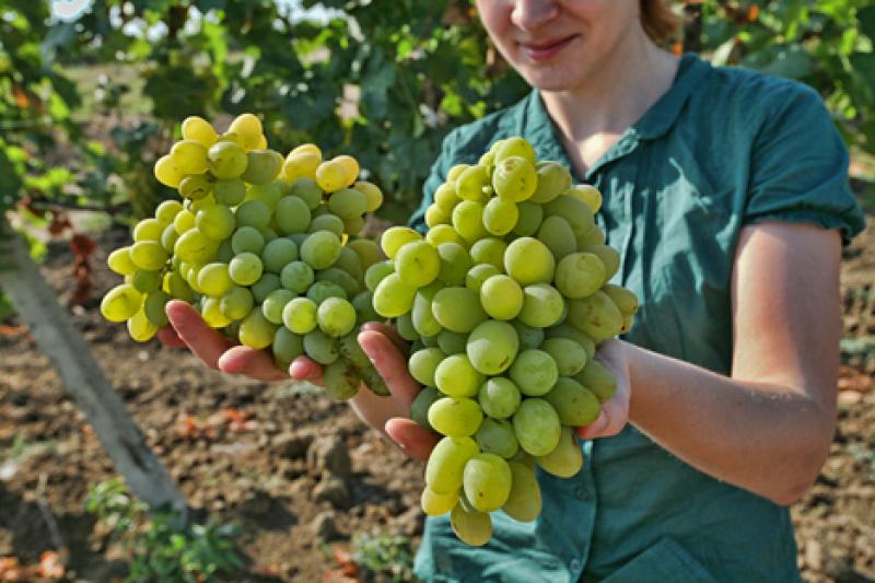 Perú impulsará comercio con Rusia, Armenia, Belarús, Kazajastán y Kirguistán