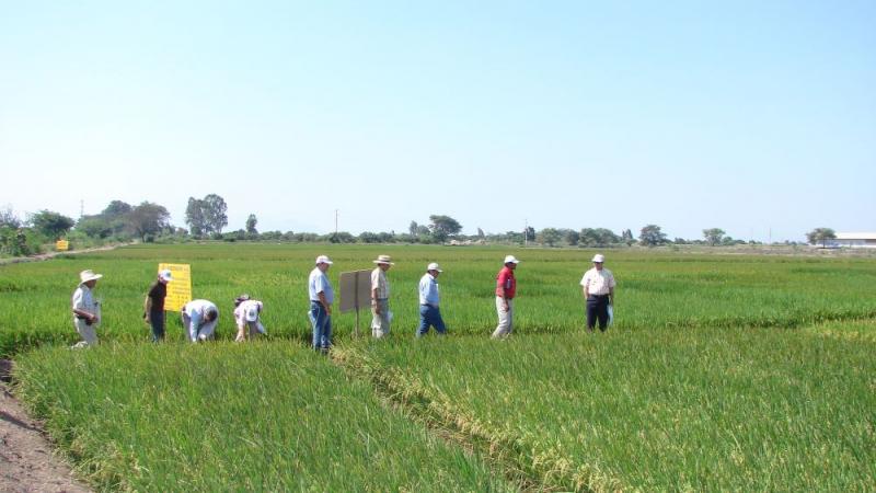 Perú impulsará la producción de arroz baja en emisiones de GEI y resiliente al cambio climático 