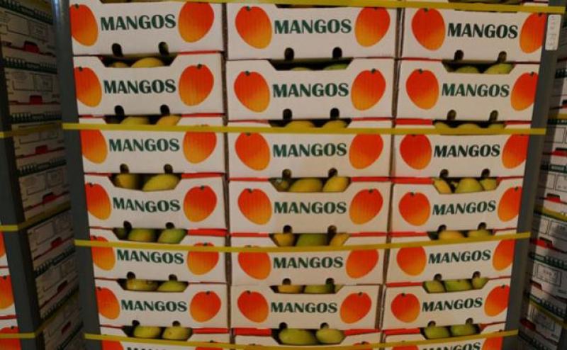 Perú incrementa sus exportaciones de mango y Países Bajos es su principal comprador