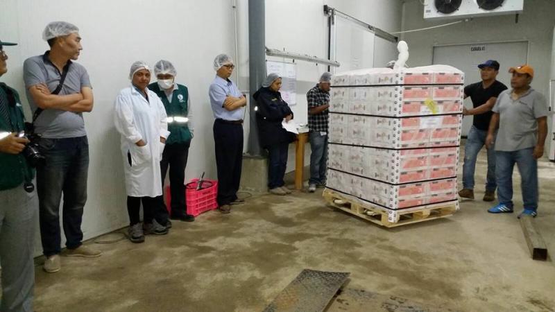 PERÚ INICIÓ EXPORTACIONES DE MANGO FRESCO A COREA DEL SUR