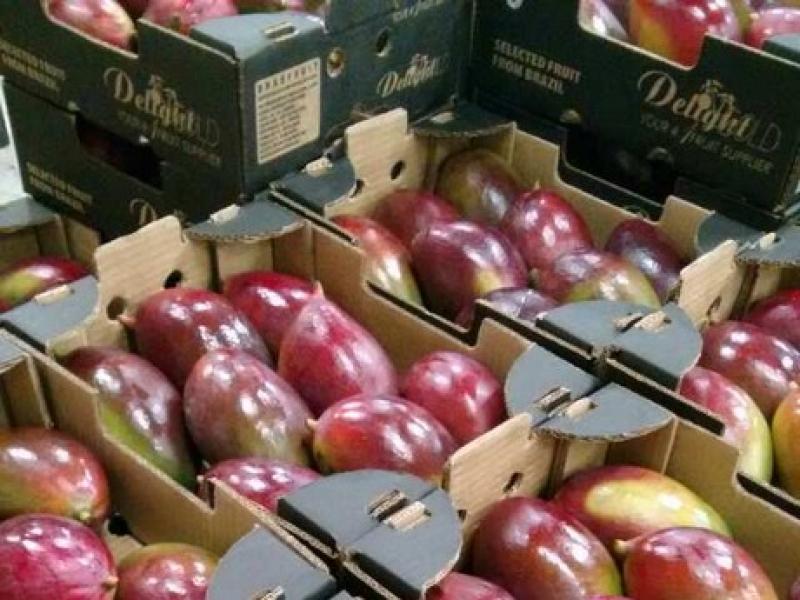 “Perú inunda el mercado de mangos verdes y obliga a Brasil a retirarse antes”