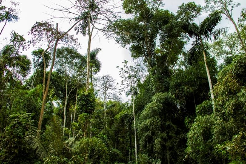 Perú llega al millón de hectáreas de manejo forestal certificadas FSC