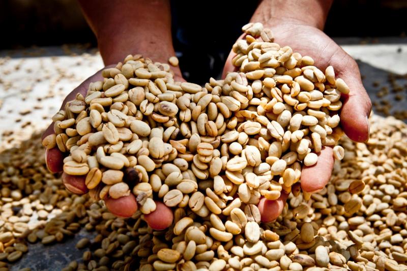 Perú logra cifra histórica en exportación de café de grano