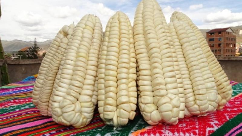 Perú logró exportar maíz blanco del Cusco por US$ 6.6 millones entre enero y septiembre