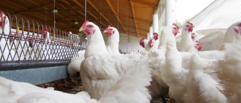 Perú mantiene su condición de país libre de influenza aviar