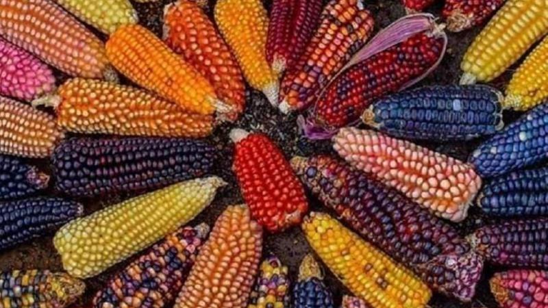 Perú: Más de 239 mil productores se dedican al cultivo de maíz