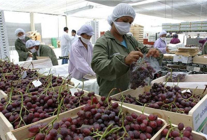 Perú ocupa el cuarto puesto entre los principales proveedores de uva de mesa en el mundo