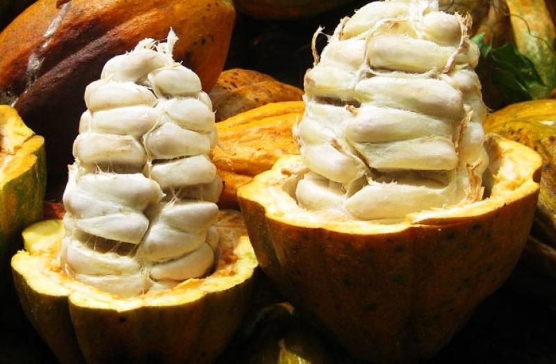 Perú podría incrementar significativamente sus exportaciones de cacao a Italia