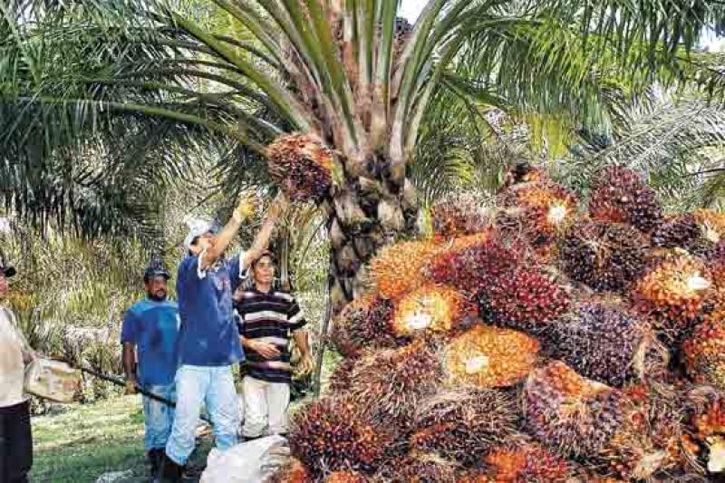 Perú podría triplicar número de hectáreas de palma aceitera el 2025