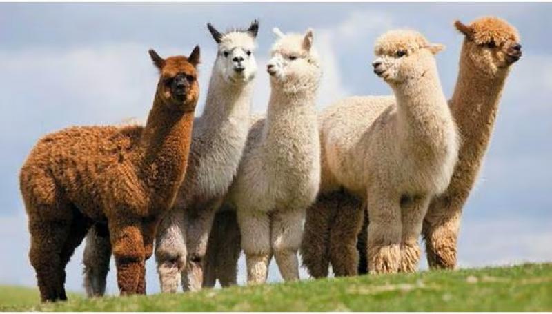 Perú posee alrededor de 4.7 millones de alpacas, que representan el 87% de la población mundial