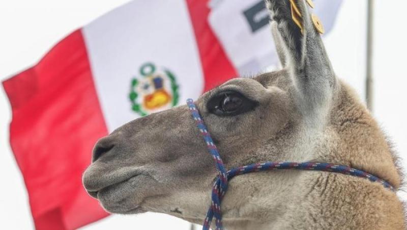 Perú posee el 35% de la población mundial de llamas