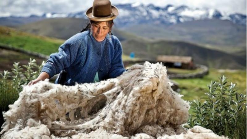 Perú, primer proveedor de fibra de alpaca en el mundo