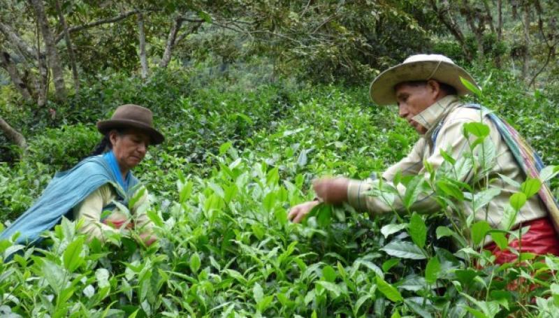 Perú produce 3.307 toneladas de té al año