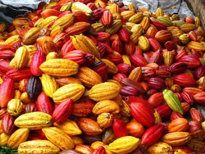 Perú produce el 1.7% del cacao del mundo