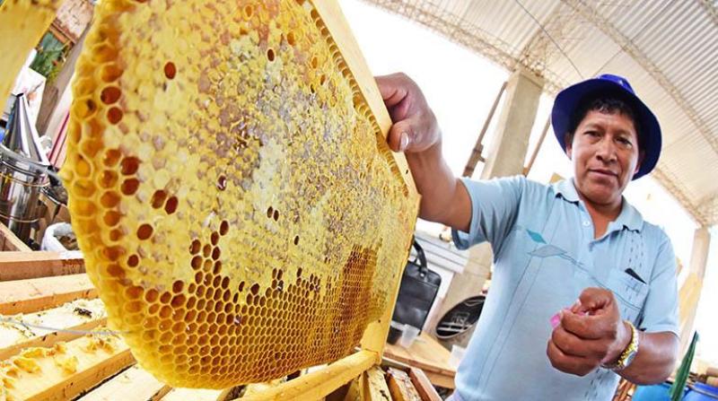 Perú produce más de 2.300 toneladas de miel al año