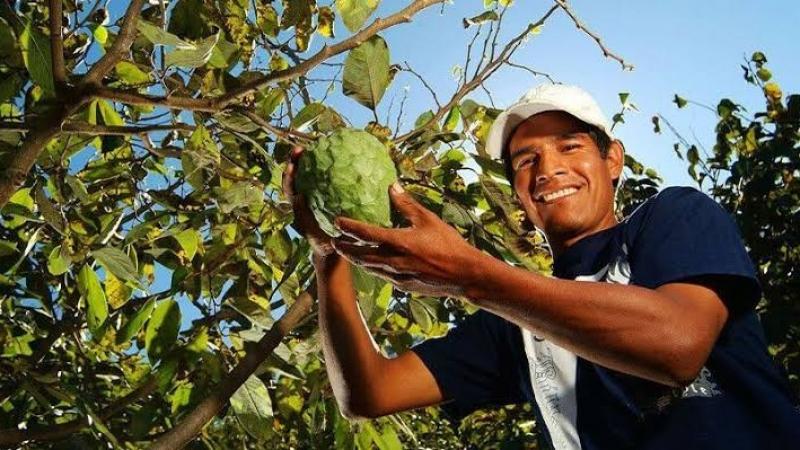 Perú produce más de 27 mil toneladas anuales de chirimoya en 3.800 hectáreas