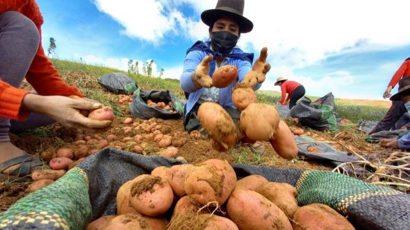 Perú produjo 2,035.5 toneladas de semillas certificadas de papa en la campaña 2023-2024
