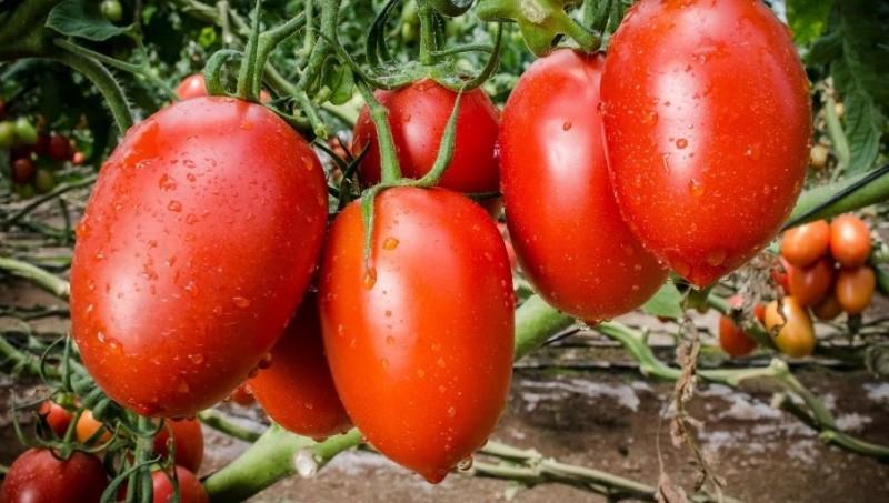 Perú produjo 226.200 toneladas de tomate en 2023, mostrando un alza de 7.20%