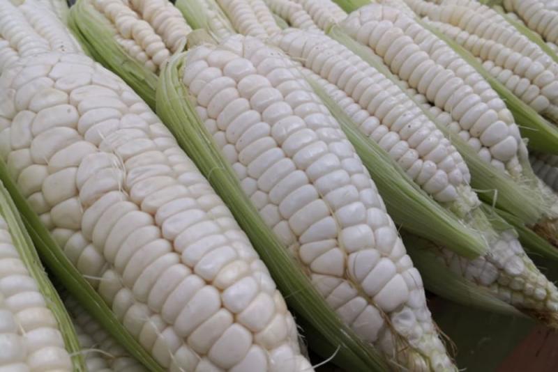 Perú produjo 414 mil toneladas de maíz choclo en el 2020