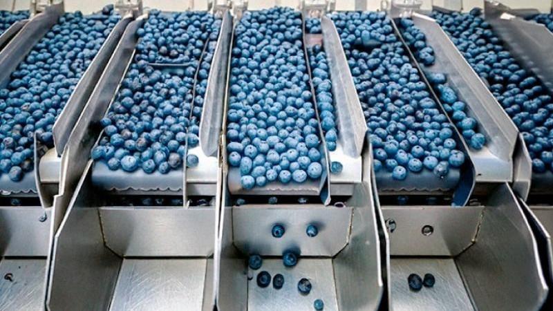 Perú proyecta exportar 56 millones de kilos de arándano fresco en tramo inicial de la temporada