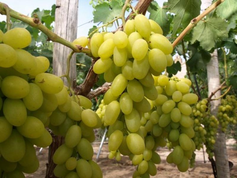 Perú puede desarrollar vinos y piscos con uvas de altura