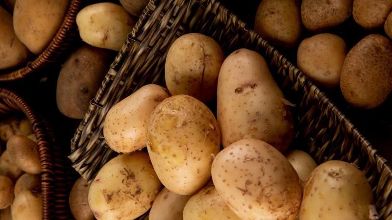 Perú reafirma su liderazgo global en biodiversidad de papa y producción sostenible