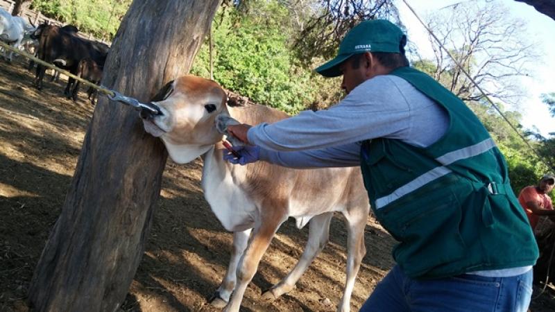 Perú recibe certificaciones oficiales como país libre de Fiebre Aftosa y libre de Peste de los Pequeños Rumiantes