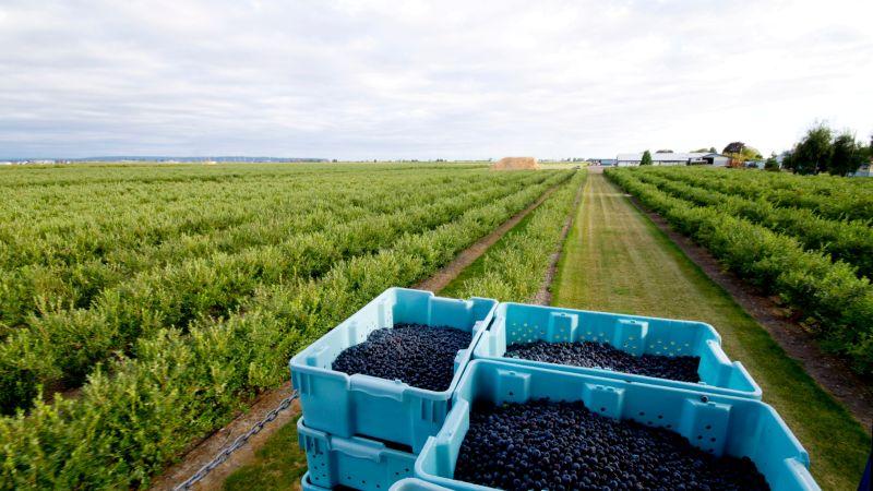 Perú refuerza su liderazgo mundial en arándanos con estrategias fitosanitarias clave para la nueva temporada