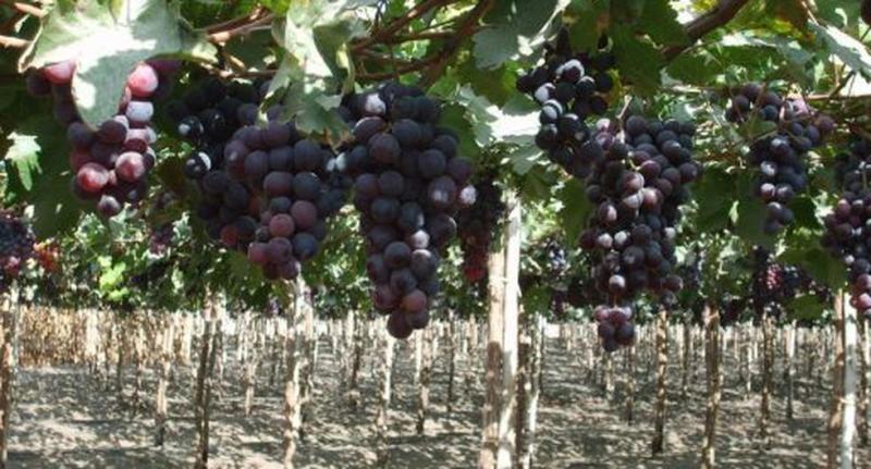 Perú registró exportaciones de uvas por US$ 421.7 millones entre enero y marzo de 2020