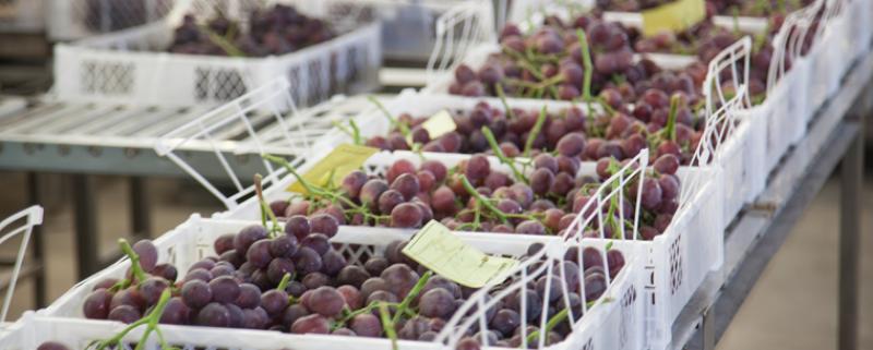 Perú se consolidó como el primer proveedor de uvas en el mercado colombiano el 2016