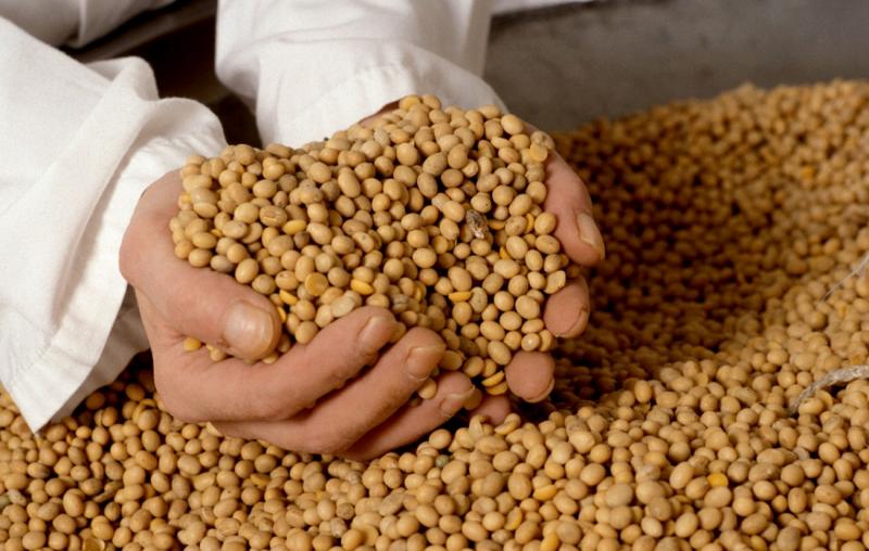 Perú se podría convertir en proveedor de semillas de calidad en Latinoamérica