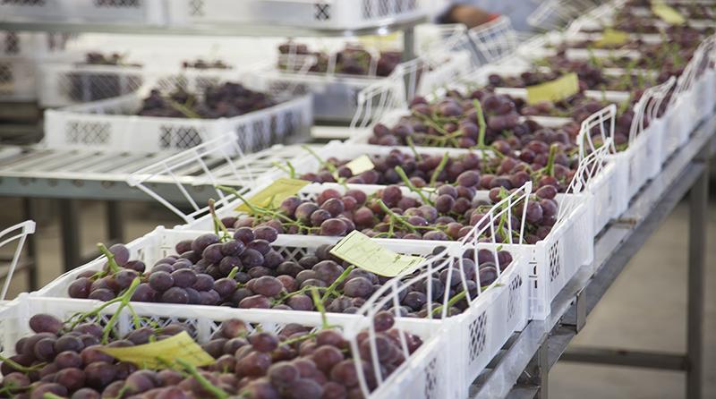 Perú se posicionó como el sexto exportador mundial de uva de mesa el 2017