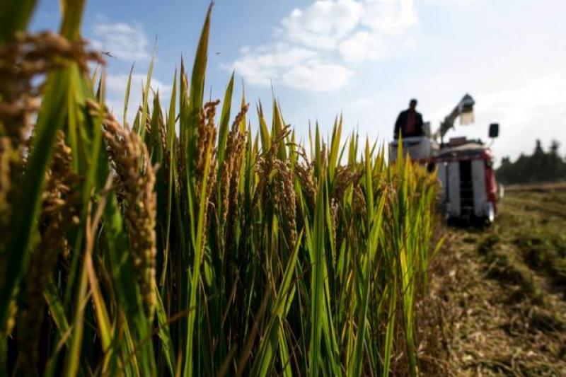 Perú sembrará 420 mil hectáreas de arroz en la campaña grande de este año