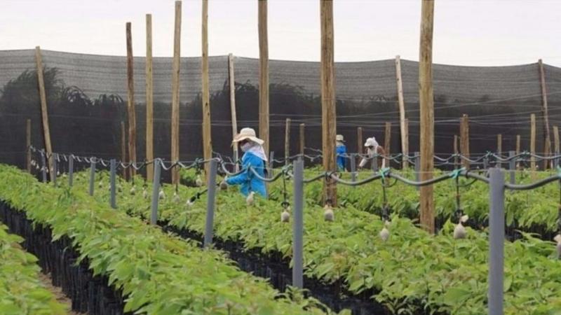 Perú: señales de esperanza en el agro y la industria