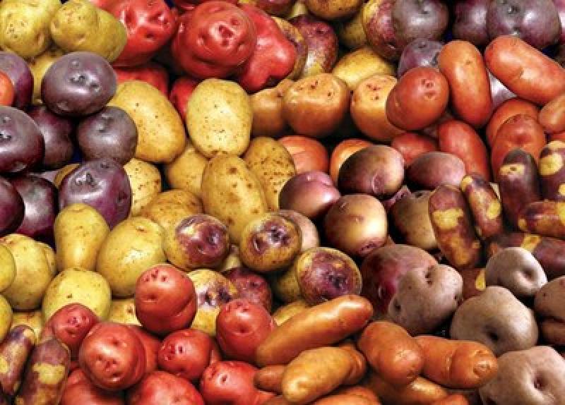 PERÚ SERÁ SEDE DEL X CONGRESO MUNDIAL DE LA PAPA EN AGOSTO DEL 2018