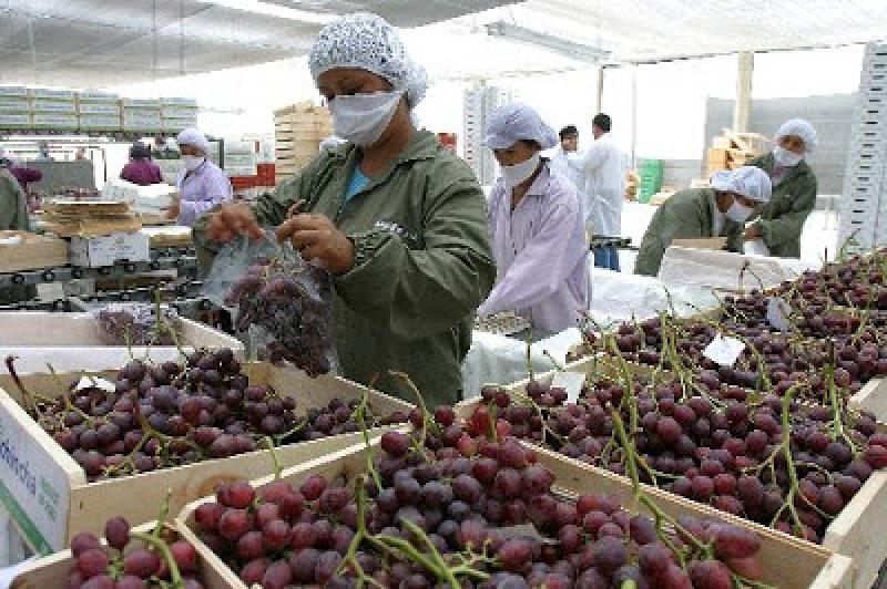 Perú sigue posicionándose como importante abastecedor de frutas y hortalizas del mundo