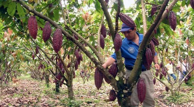 PERÚ TIENE 50 MIL HECTÁREAS DISPONIBLES PARA AMPLIAR CULTIVOS DE CACAO