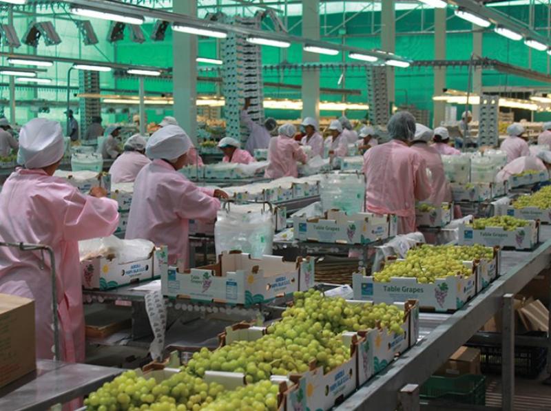 Perú tiene el potencial de llegar a exportar cerca de 70 millones de cajas de uva de mesa sin tener que plantar más hectáreas